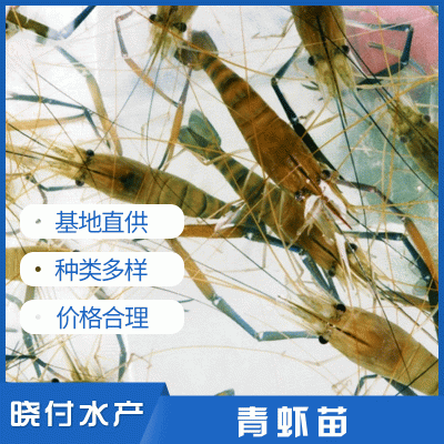 虞晓付虾苗活体小对虾苗 淡水养殖龙虾苗对虾苗 青虾苗基围虾苗 1000头起批