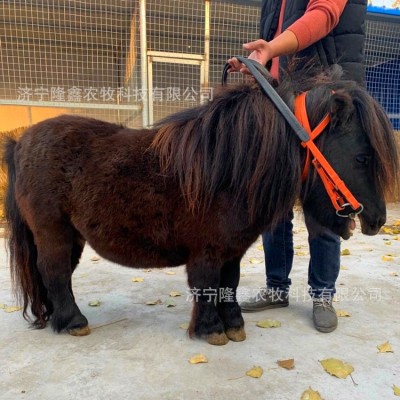 迷你儿童马景区骑乘马 宠物马设特兰矮马价格 拉车马 拍照矮脚马两件起批