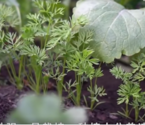 胡萝卜的一生｜现代农业种植和收获胡萝卜