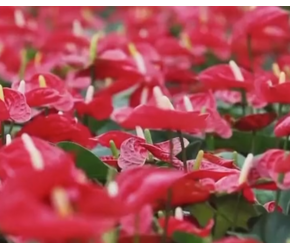 实拍中部地区最大室内鲜花种植基地，让人大开眼界