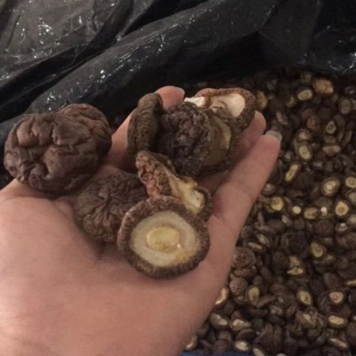 福建厚肉香菇厚面冬菇 3-4cm跟短厚肉剪跟香菇干货 mushroom蘑菇