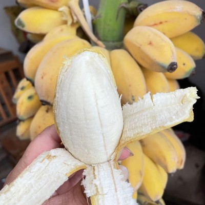 苹果蕉香蕉新鲜9斤自然熟当季水果粉蕉小米芭蕉甜整箱
