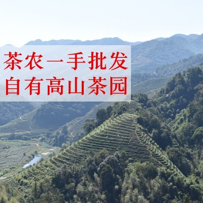 2023新茶铁观音安溪高山春茶 清香型茶叶散装乌龙茶500g 茶农批发