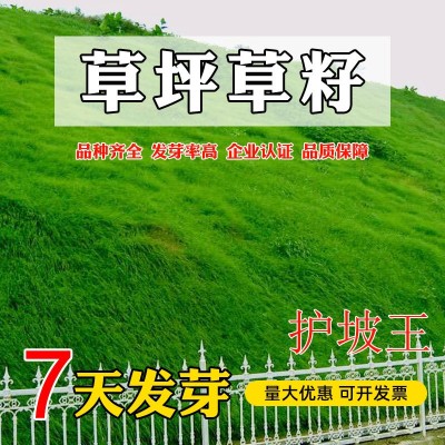 基地批发护坡王草种子护坡固土边坡绿化耐寒耐旱绿化四季常青草籽