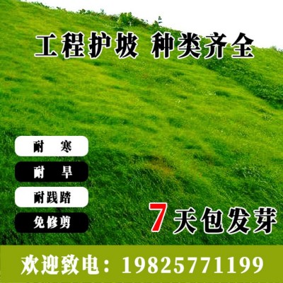 护坡草种子矿山边坡公路铁路河堤耐旱耐寒耐旱快速复绿喷播草种籽