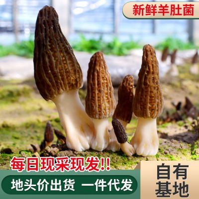 现采现发羊肚菌 煲汤食材食用菌 产地供应500g/袋饱满菌菇羊肚菌