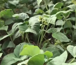 绿豆的一生｜现代农业种植和收获青小豆｜简单的生绿豆芽方法