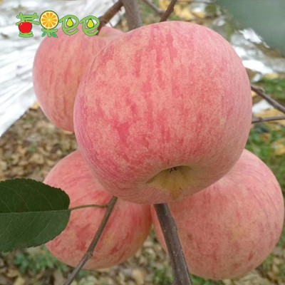 烟台红富士苹果 水果新鲜 脆甜5斤高山大苹果条纹好新鲜苹果批发